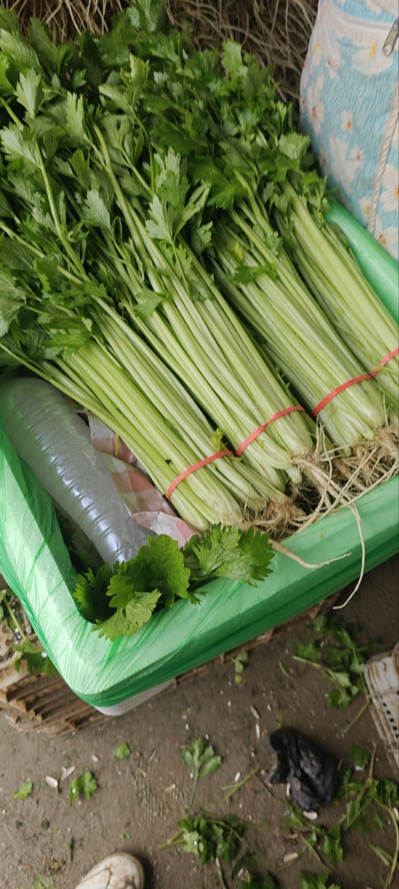 精品香芹芹菜对接全国量大从优基地批发质量保证诚信经营