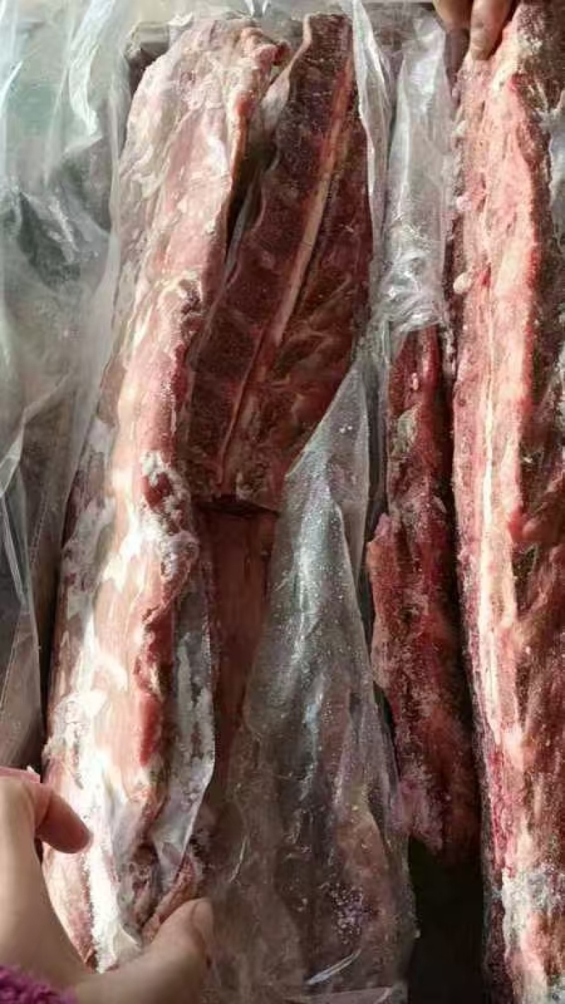 母猪双边龙骨带肉多今年的货，自己家的货