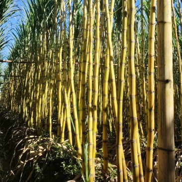 黄皮甘蔗云南黄金甘蔗基地直供，现砍现发，量大从优欢迎电联