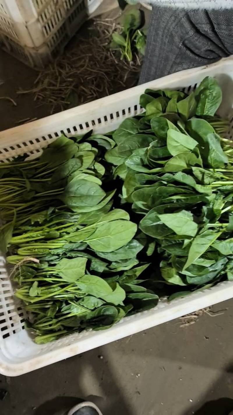 优质香菜大量上市，全国发货，量大从优，可视频看货
