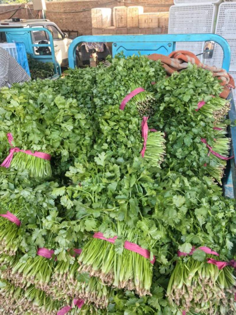 优质香菜大量上市，全国发货，量大从优，可视频看货