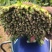 优质香菜大量上市，全国发货，量大从优，可视频看货