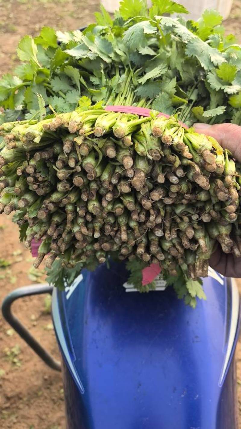 优质香菜大量上市，全国发货，量大从优，可视频看货