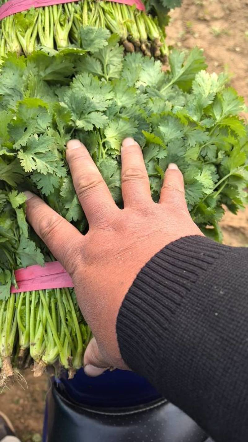 优质香菜大量上市，全国发货，量大从优，可视频看货