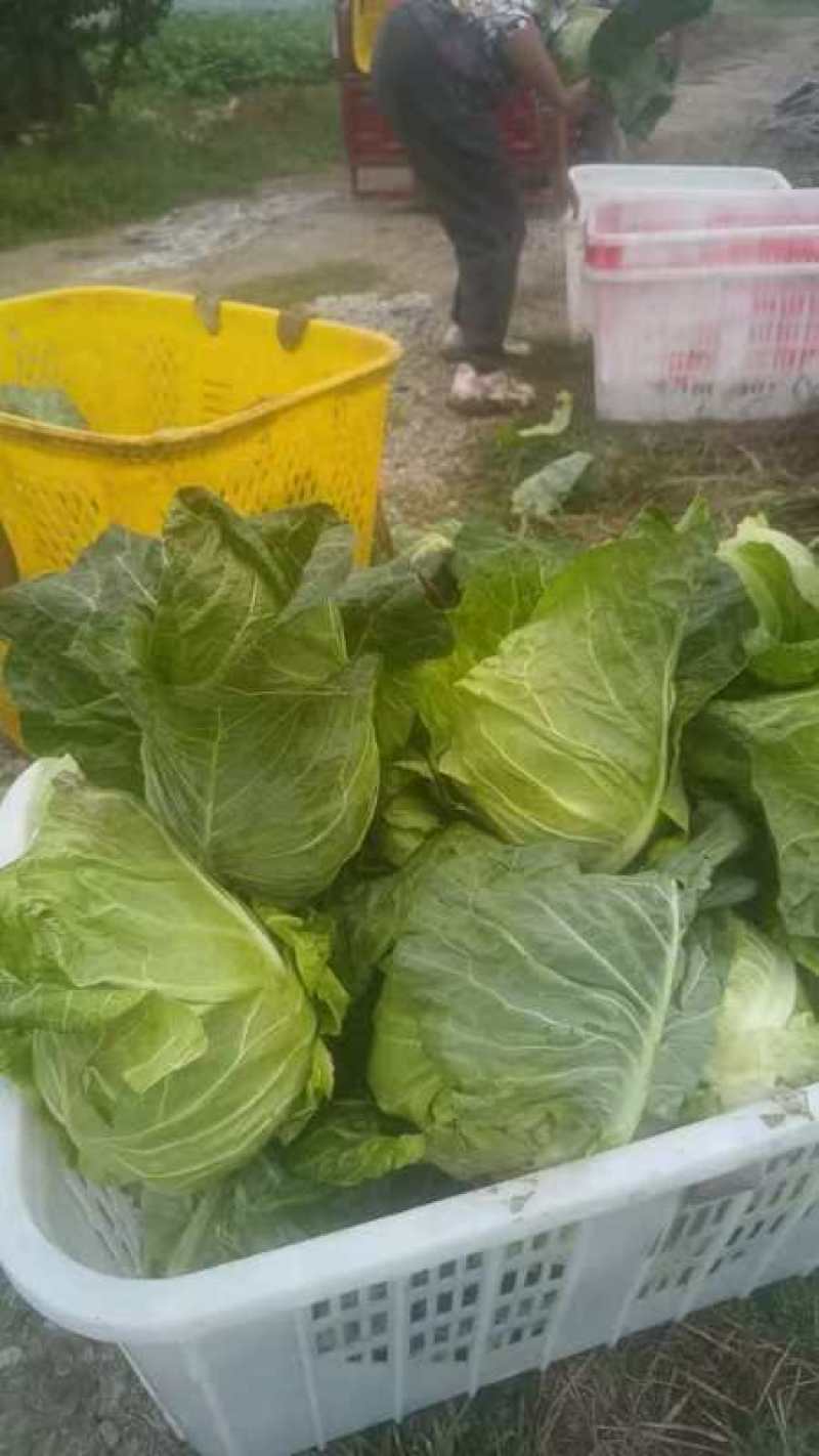 【鸡心甘蓝】四川基地直供质量保证一手货源价格美丽全国