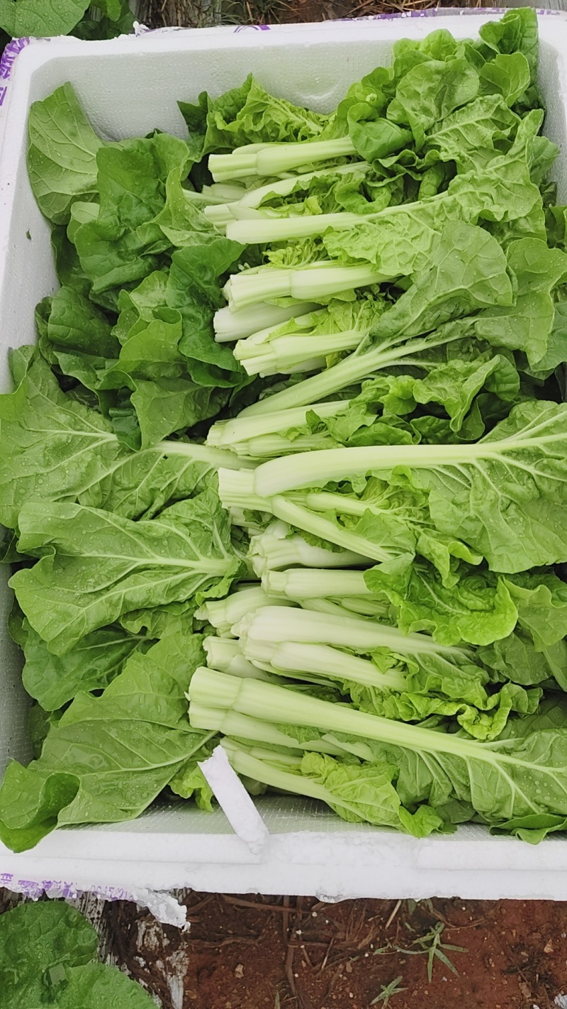 芽白菜苔