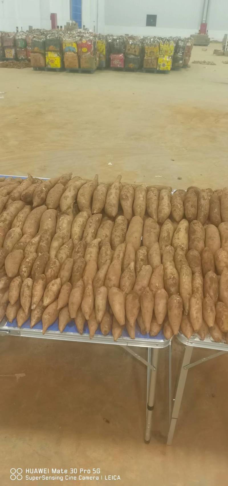 （现货）26年雪莲果主产区合作社一件代发社区团购供货