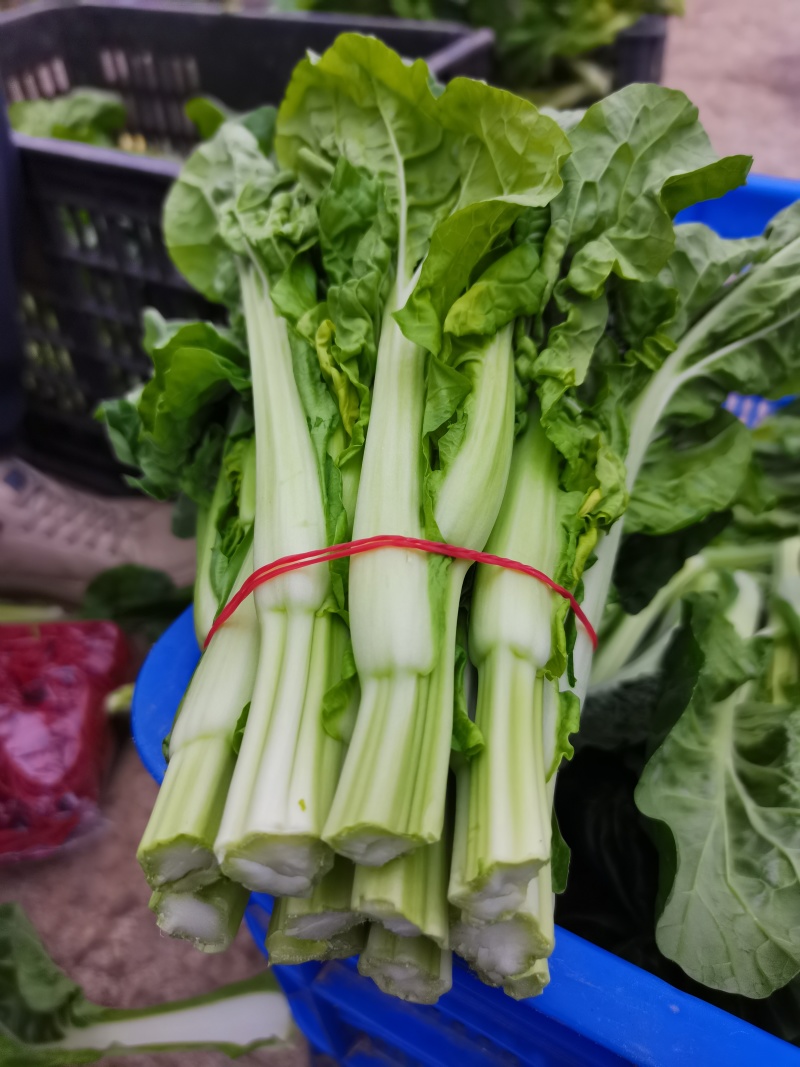 芽白菜苔