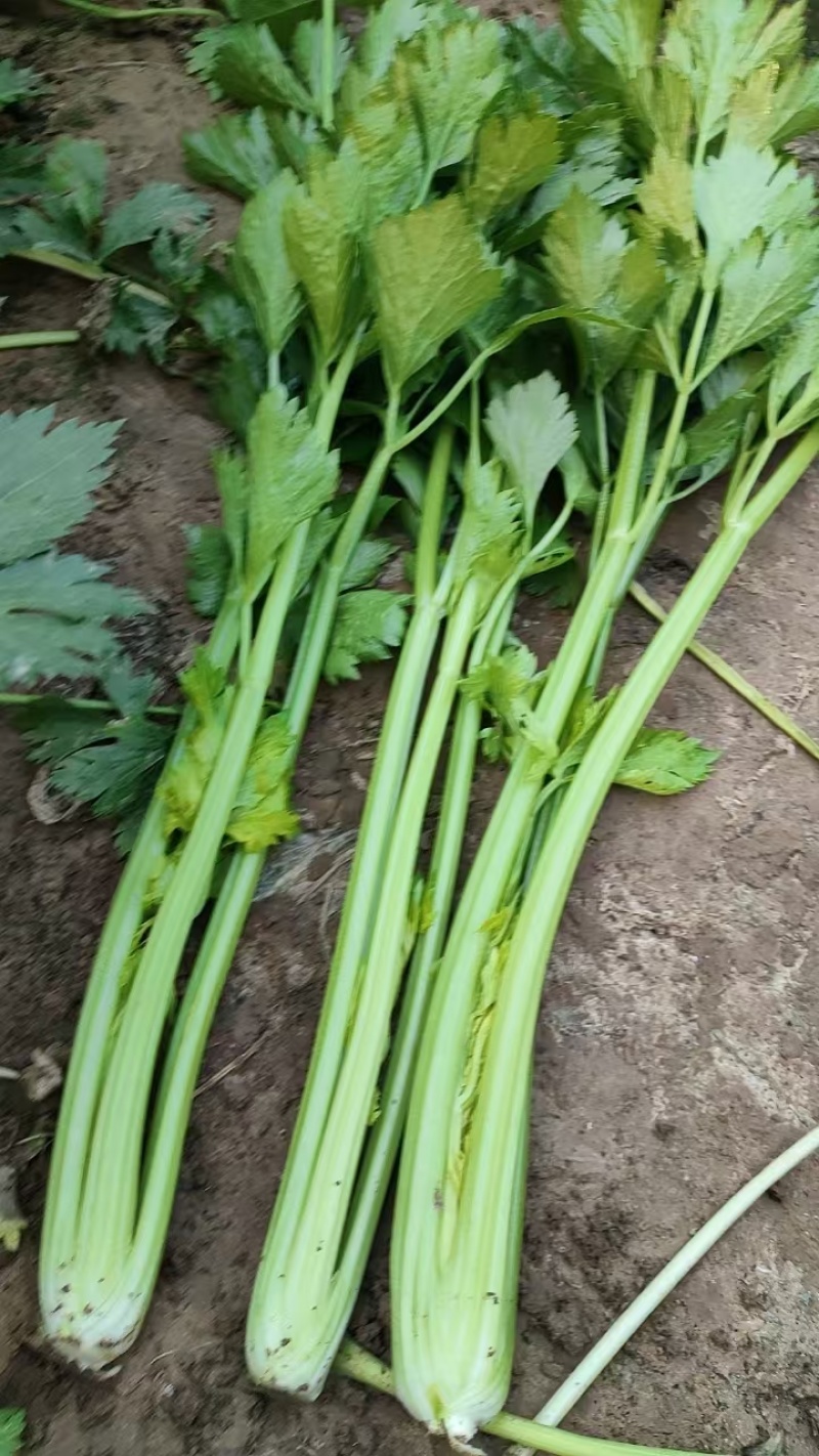 安徽砀山精品西芹。货源充足保质保量。直供商超各大市场