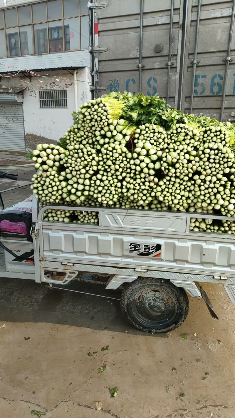 安徽砀山精品西芹。货源充足保质保量。直供商超各大市场
