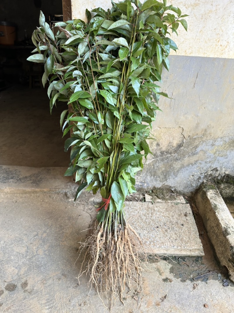 香樟苗小叶香樟树大叶樟树苗绿化占地樟树苗1-2年包邮发货