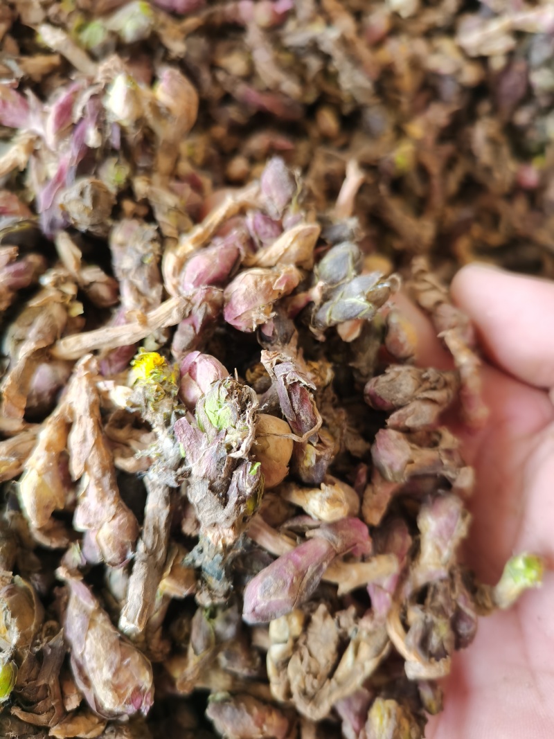 款冬花新货款冬花颜色好无杂质批发零售