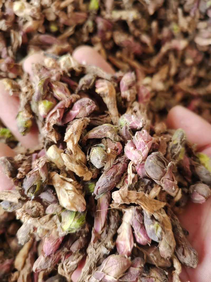 款冬花新货款冬花颜色好无杂质批发零售