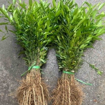 批发小叶软枝香橙苗，香橙芽苗，香橙砧木树