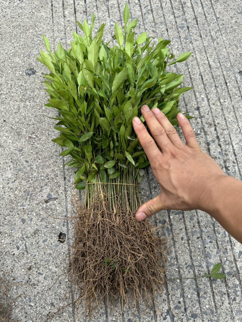 批发小叶软枝香橙苗，香橙芽苗，香橙砧木树