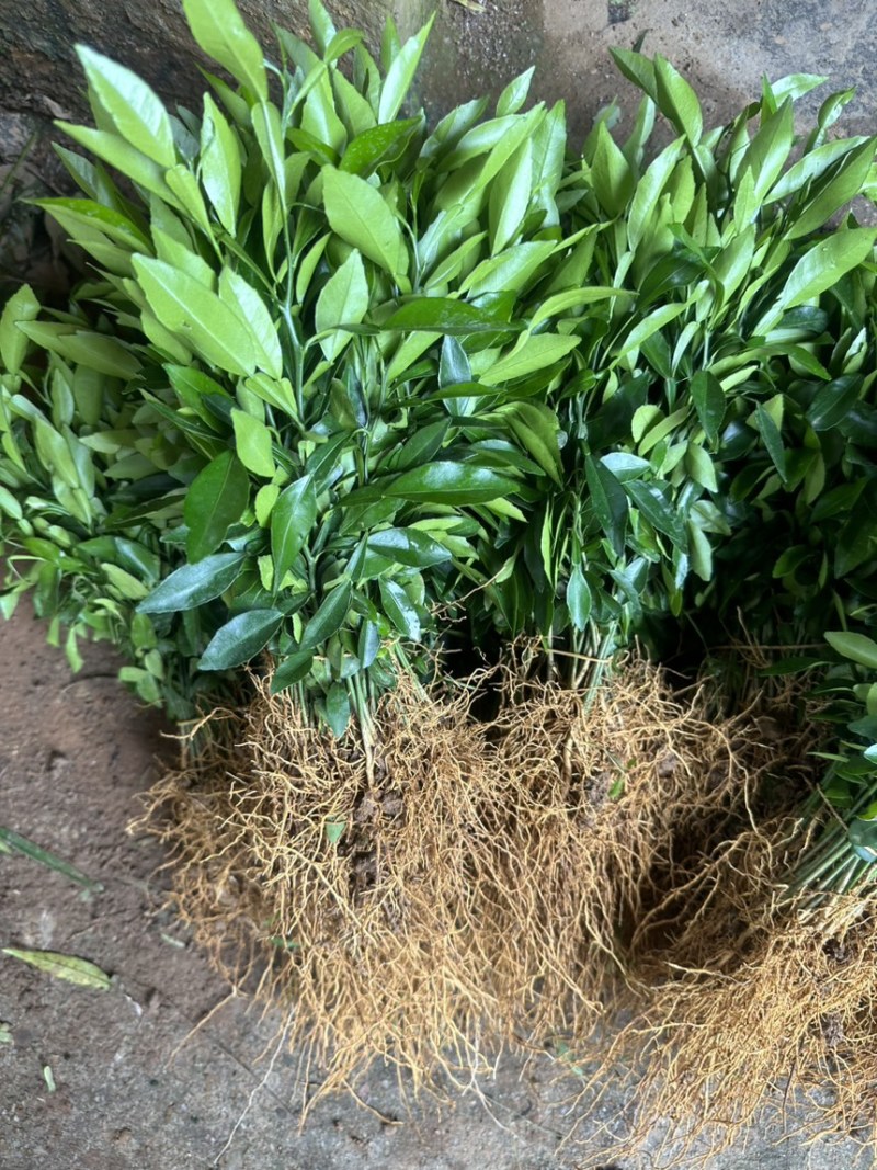 批发小叶软枝香橙苗，香橙芽苗，香橙砧木树