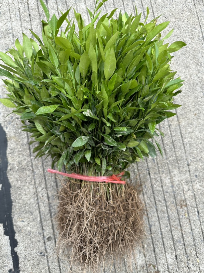 批发小叶软枝香橙苗，香橙芽苗，香橙砧木树