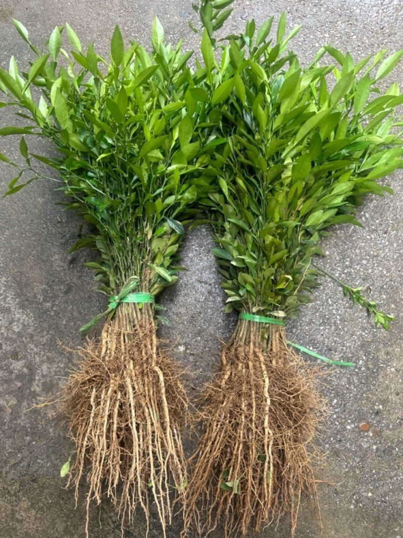 批发小叶软枝香橙苗，香橙芽苗，香橙砧木树