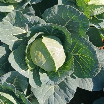 今日铁头大量有货