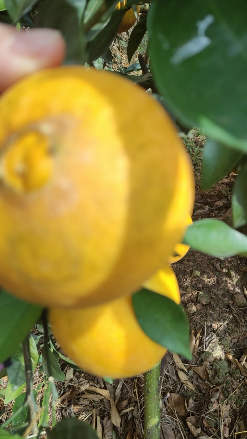 正宗赣南脐橙热销中略带沙皮，花皮，小溃疡，糖分13个以上