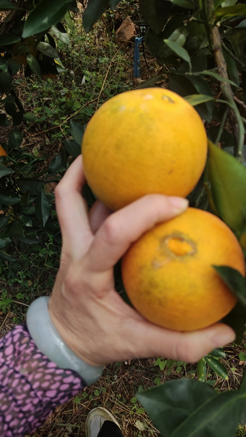 正宗赣南脐橙热销中略带沙皮，花皮，小溃疡，糖分13个以上