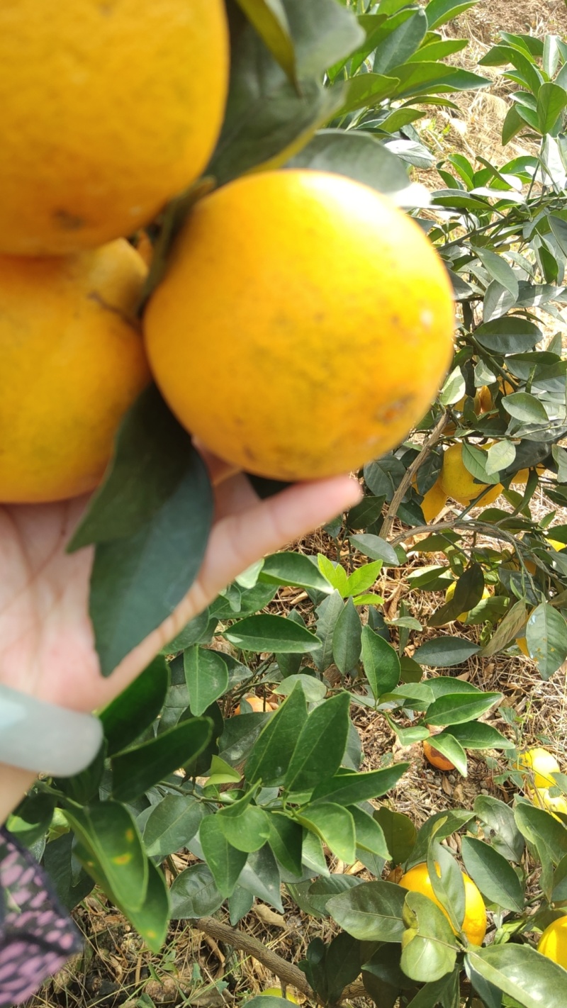 正宗赣南脐橙热销中略带沙皮，花皮，小溃疡，糖分13个以上