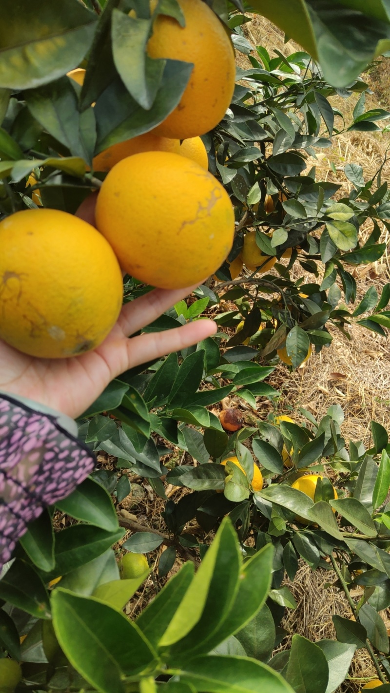 正宗赣南脐橙热销中略带沙皮，花皮，小溃疡，糖分13个以上