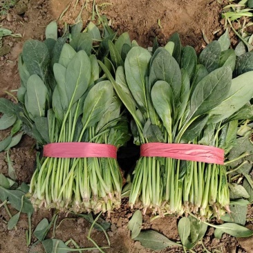 精品菠菜产地直销大量供应支持各种各样规格代发全国各地！