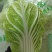 胶州大白菜**