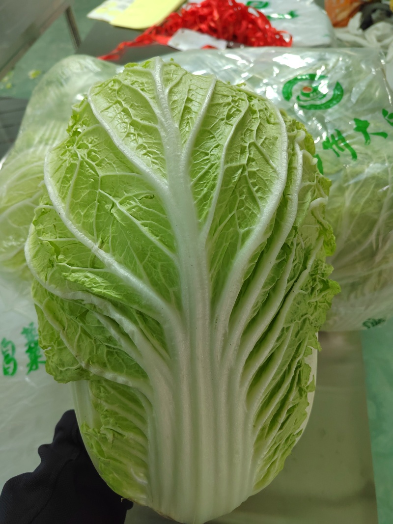 胶州大白菜**