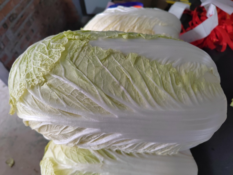 胶州大白菜**