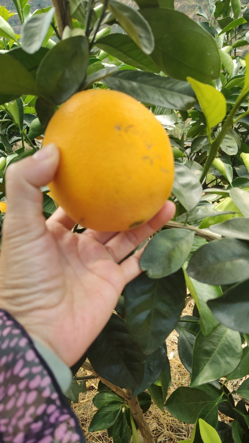 正宗赣南脐橙热销中略带沙皮，花皮，小溃疡，糖分13个以上