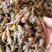 款冬花新货款冬花颜色好无杂质批发零售