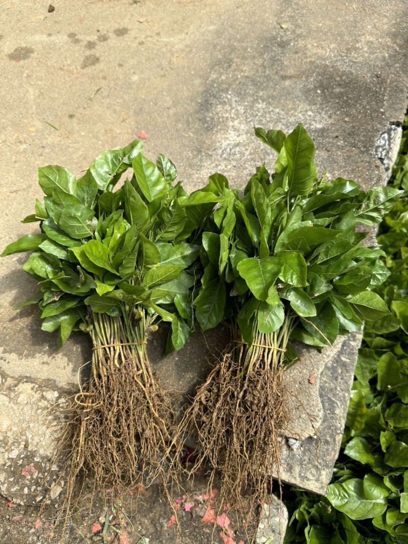 供应广西黄皮果苗，黄皮奶苗，黄皮小苗，黄皮实生苗，包邮