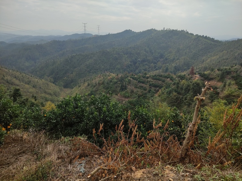 正宗赣南脐橙果园直供坐标赣州长在富含希土的土壤里色香味浓