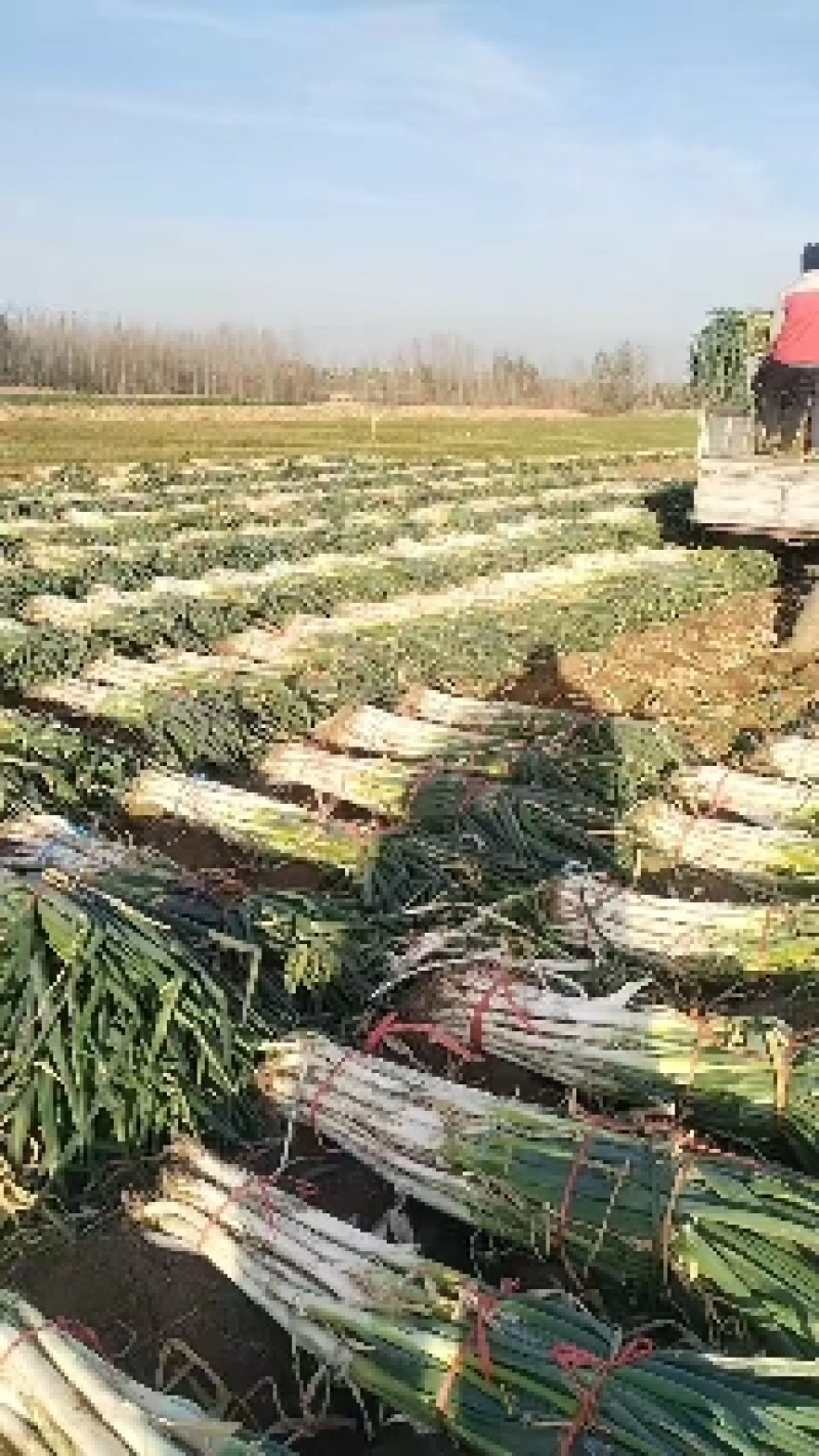 山东潍坊安丘市供应优质长白大葱梧桐葱章丘大葱