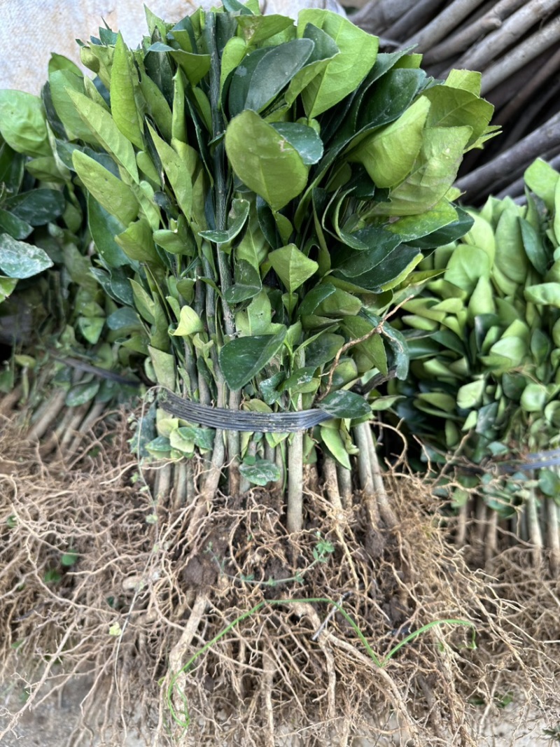 酸柚苗酸柚芽苗酸柚小苗柚子砧木当年芽苗1年苗