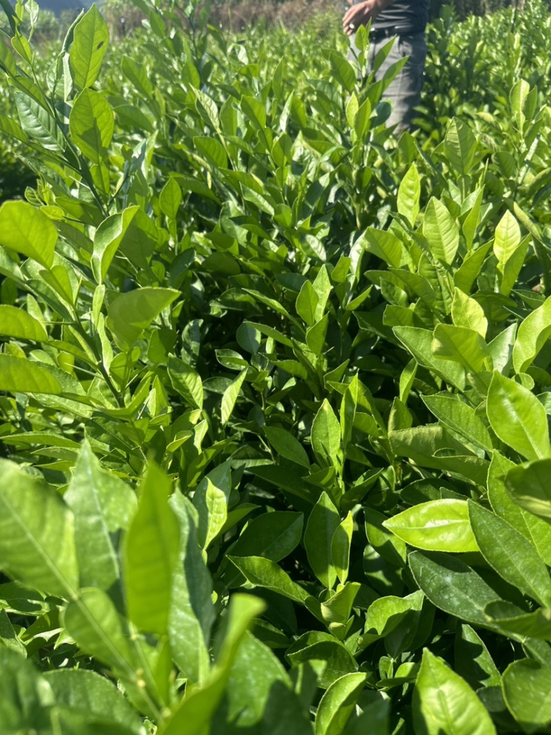酸柚苗酸柚芽苗酸柚小苗柚子砧木当年芽苗1年苗