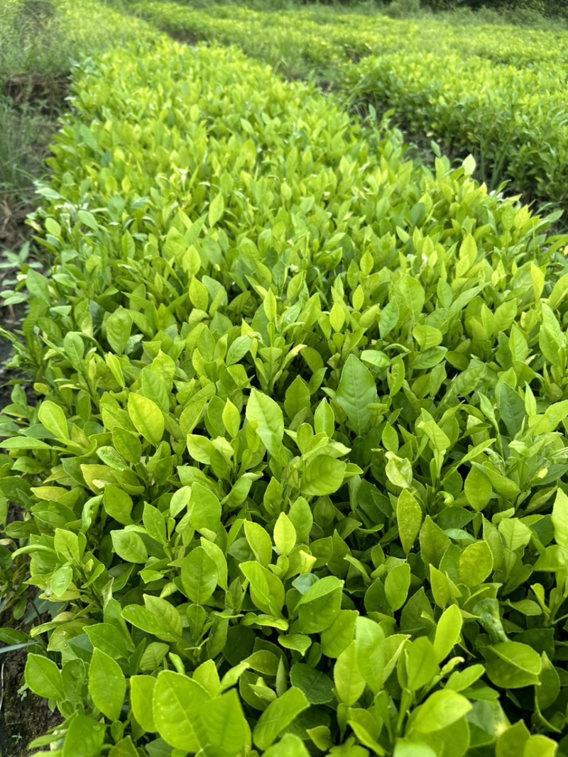 酸柚苗酸柚芽苗酸柚小苗柚子砧木当年芽苗1年苗