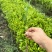 酸柚苗酸柚芽苗酸柚小苗柚子砧木当年芽苗1年苗