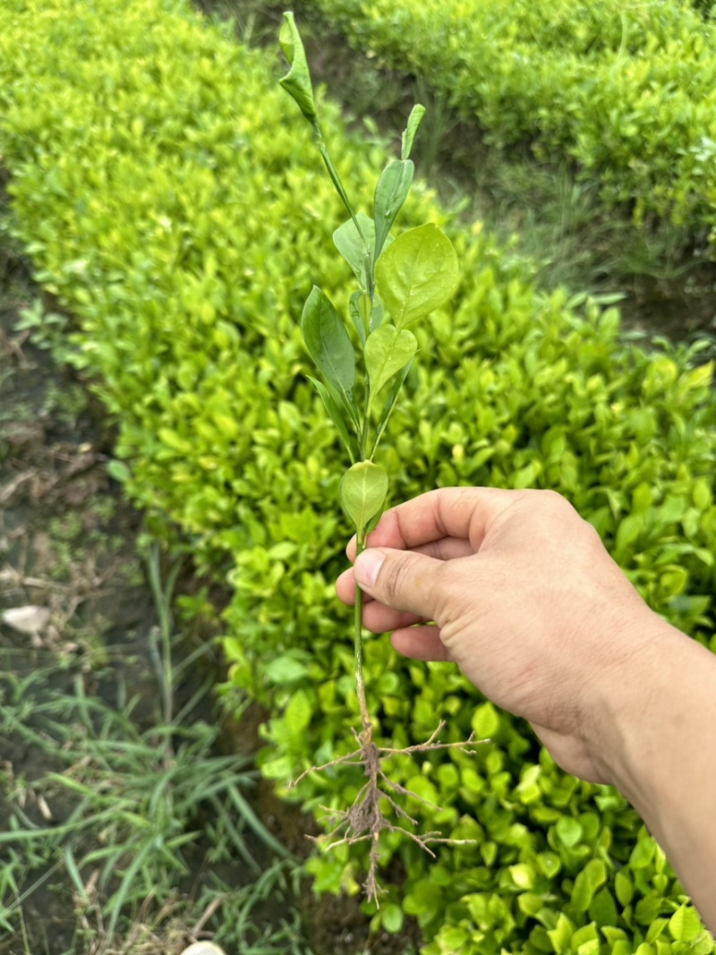 酸柚苗酸柚芽苗酸柚小苗柚子砧木当年芽苗1年苗