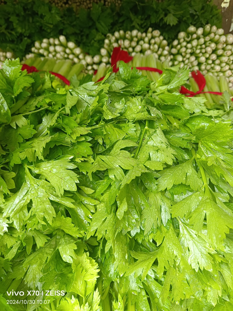 江苏徐州精品小西芹55-60Cm脆嫩黄亮，大量供应