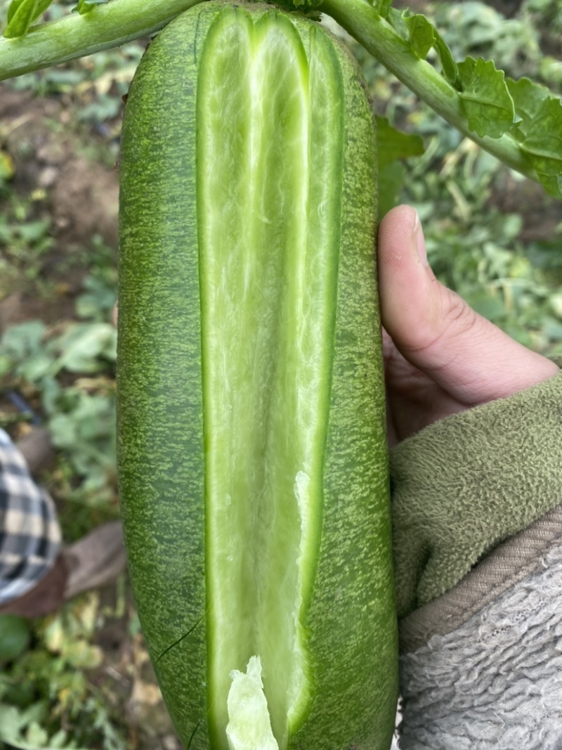 天星02水果萝卜脆甜可口，有需要的联系