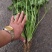 产地铁杆青香菜