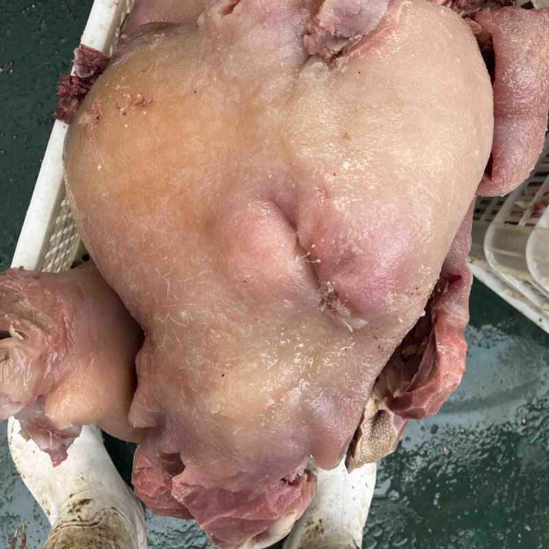牛头肉去油去骨头的牛头肉
