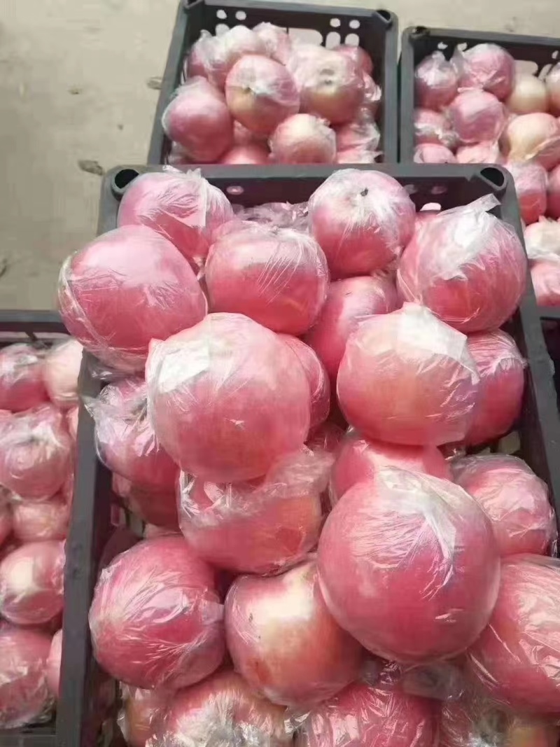 红富士苹果