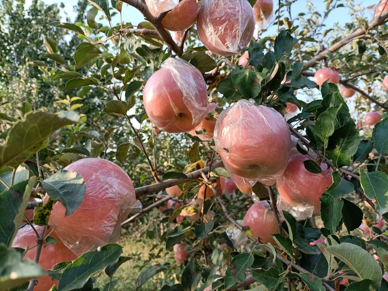 红富士苹果