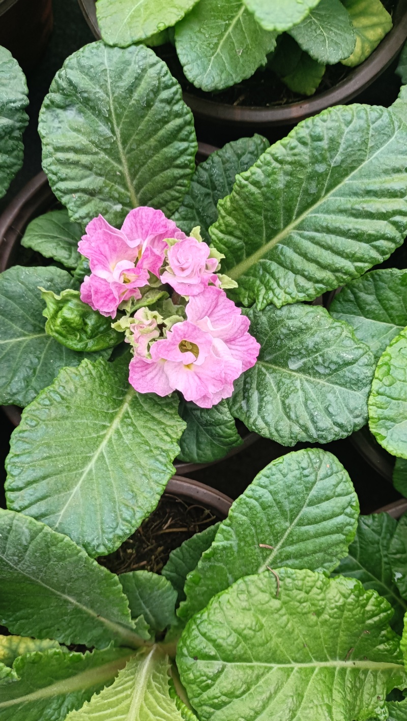 报春花，大量现货供应