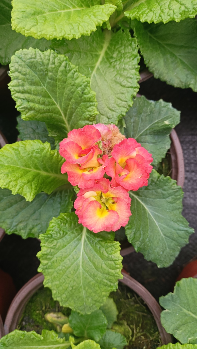 报春花，大量现货供应