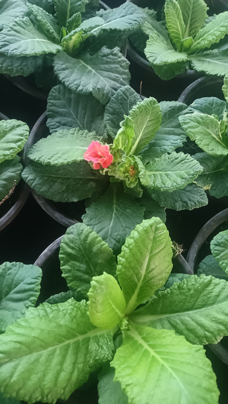 报春花，大量现货供应